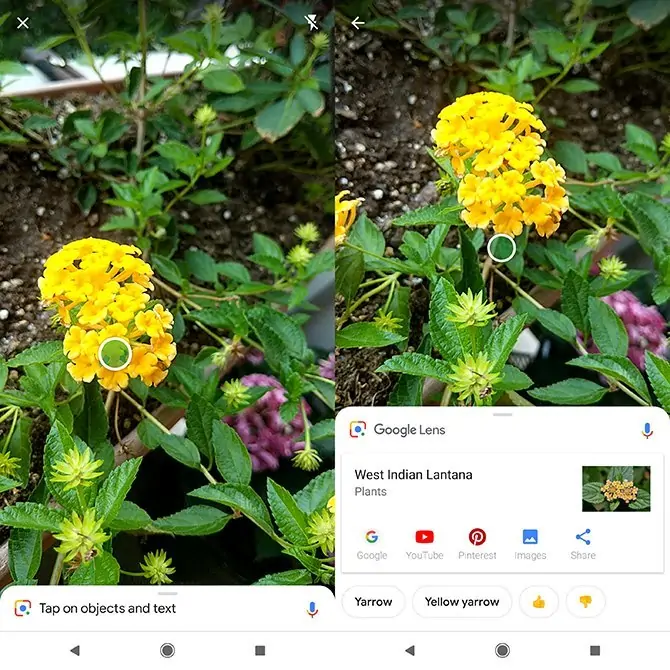 نحوه شناخت گل و گیاهان با جستجوی عکس در Google Lens و Microsoft Bing