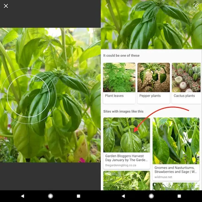 نحوه شناخت گل و گیاهان با جستجوی عکس در Google Lens و Microsoft Bing