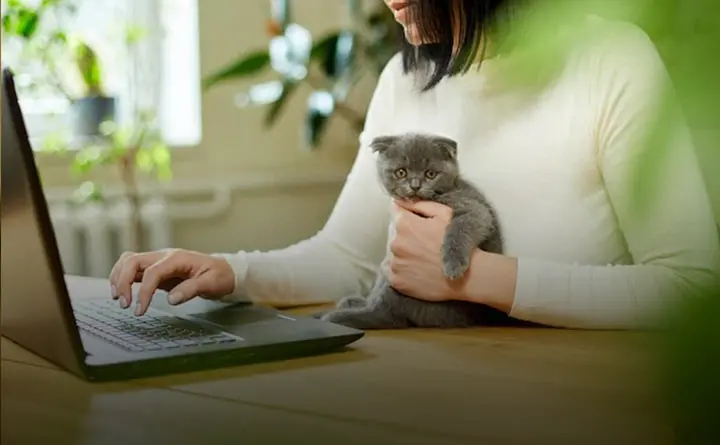 انتخاب بهترین دامپزشکی آنلاین گربه