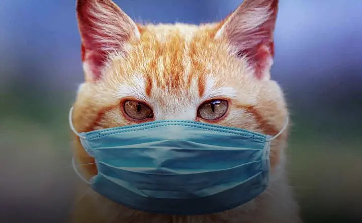مسائل رایج گربه ها برای دامپزشکی