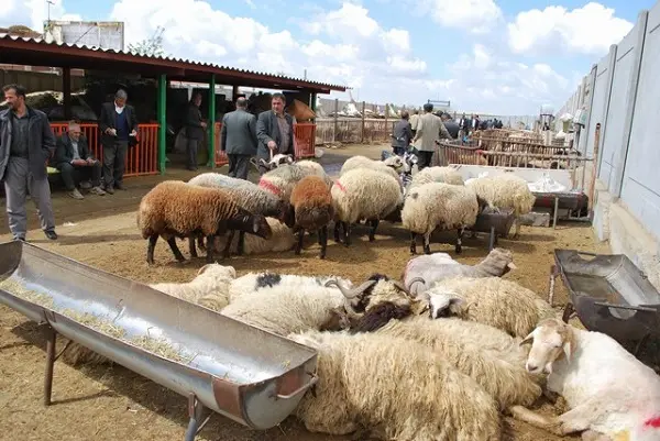 چرا خرید گوسفند زنده از اهمیت بالایی برخوردار است