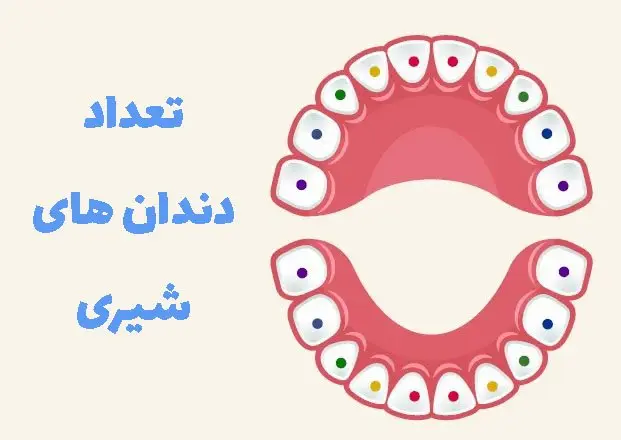 تعداد دندان های شیری، زمان رویش و دانستنی ها درباره این دندانها